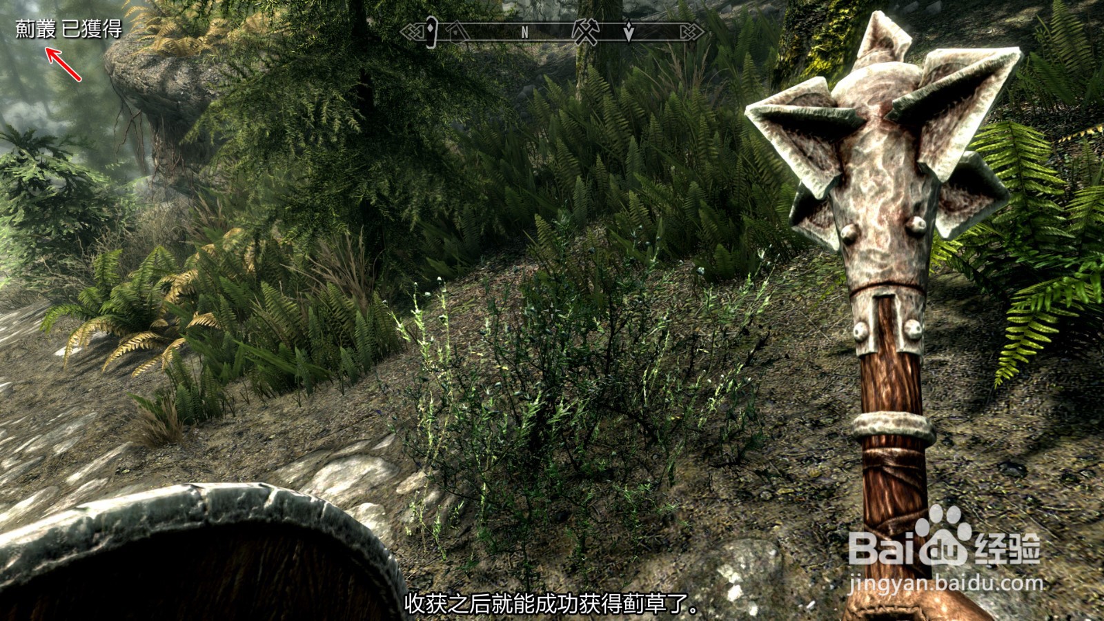 上古卷轴5天际特别版怎么收集获得蓟草