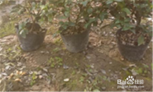 营养钵苗怎么种