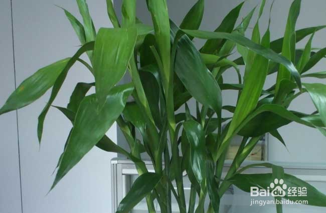 室内如何养好富贵竹