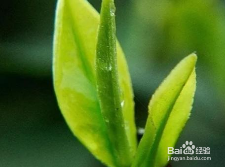 茶叶的芽与叶怎么分辨