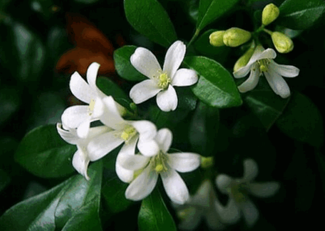 九里香适合放在卧室里养吗