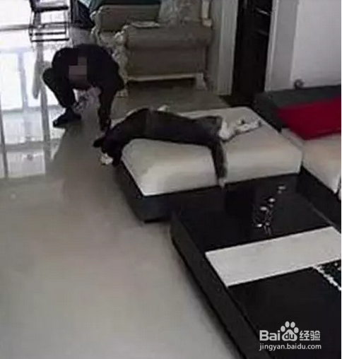 对于傻成这样的狗子，除了二哈也是没谁了！