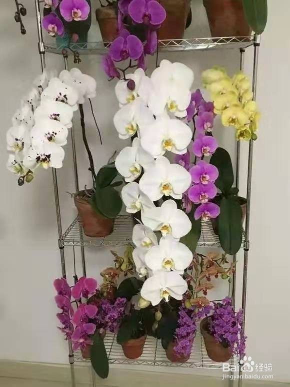 养花别乱换盆，否则黄叶枯萎不开花，越长越差