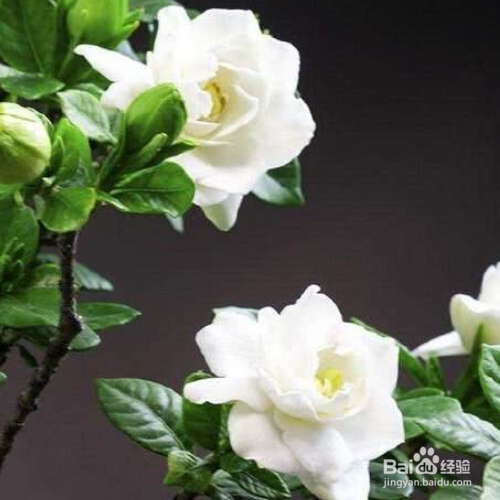 栀子花叶子发黄的原因和解决方法