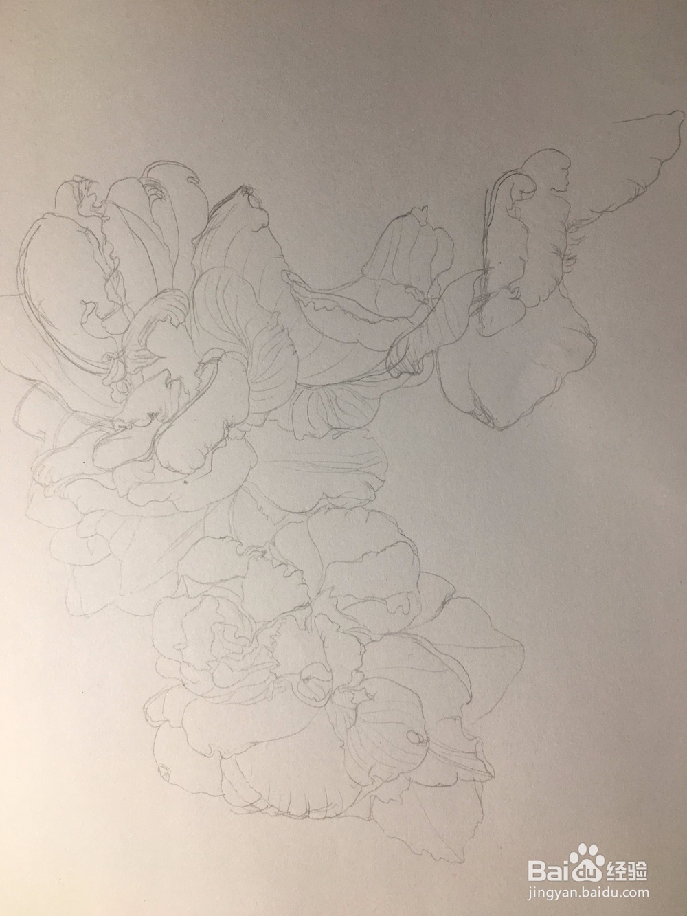 月季花的画法 月季简笔画 三朵月季的线描画教程