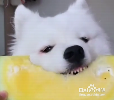 养萨摩耶需要注意的事项