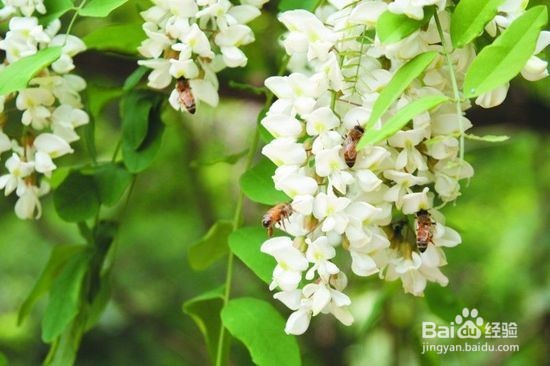 吉林种什么树好?