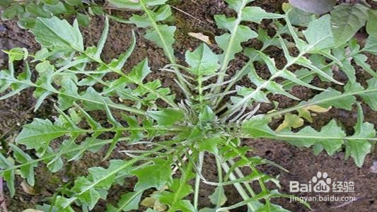 吃荠菜的好处？