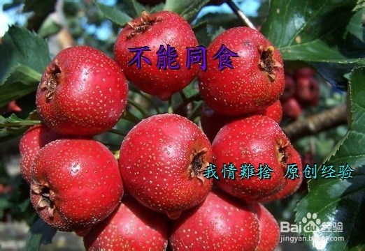 哪些食物相克危害健康(一)