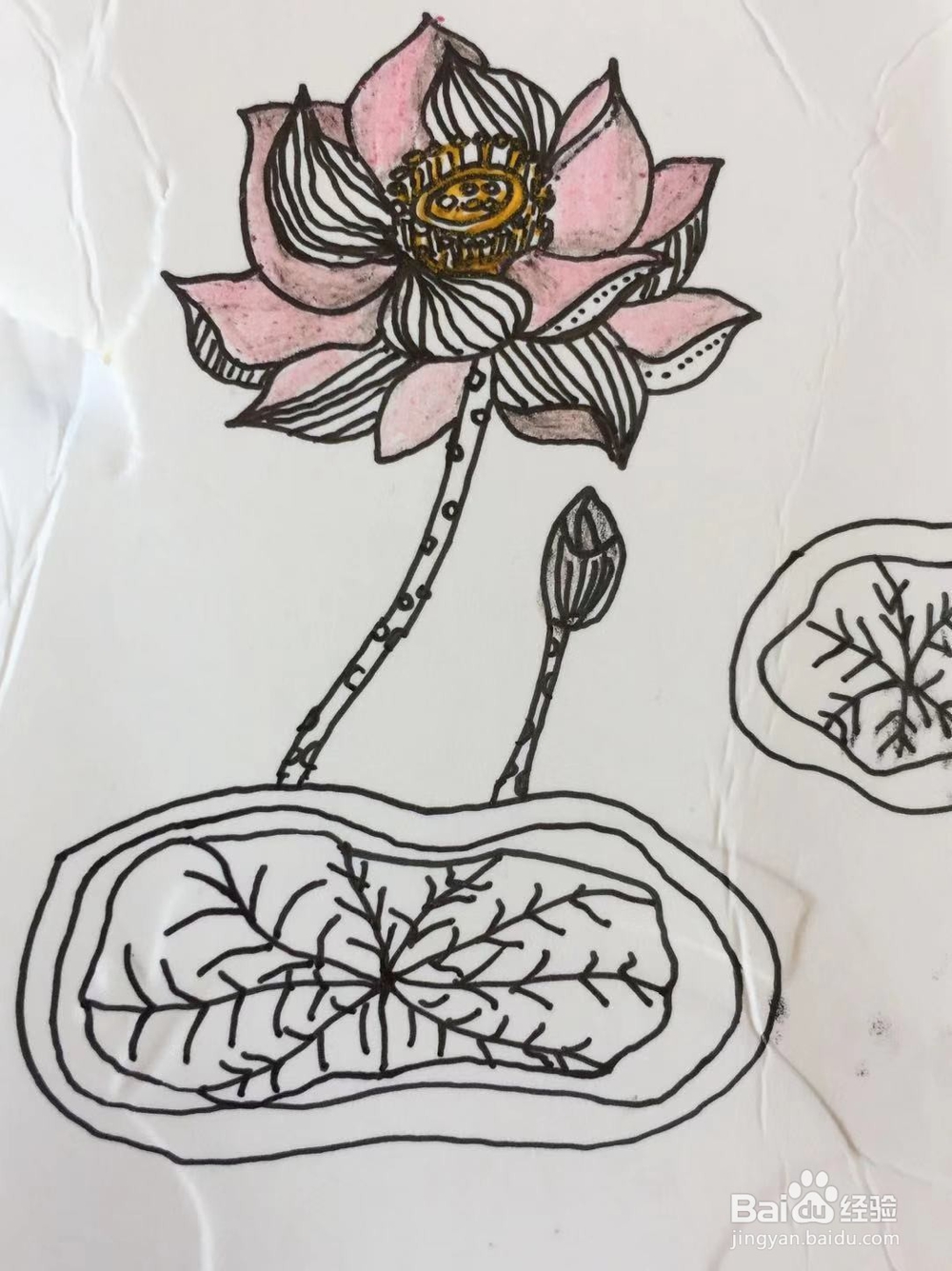 插画教程之莲花