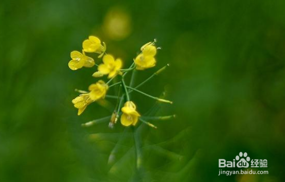 拍摄花卉如何解决背景杂乱的问题