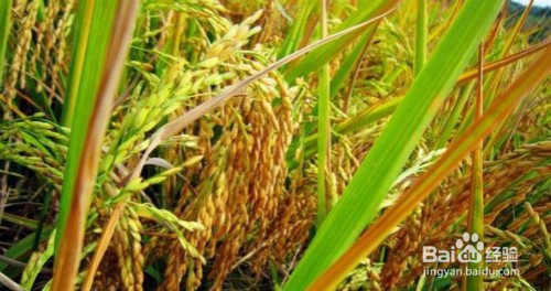 大米生虫怎么办?如何防止大米生虫