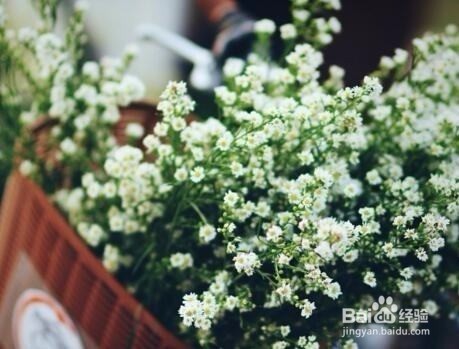 怎样种满天星才能爆盆