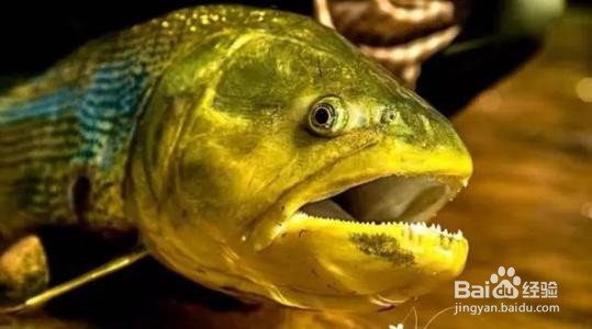 黄金河虎怎样养