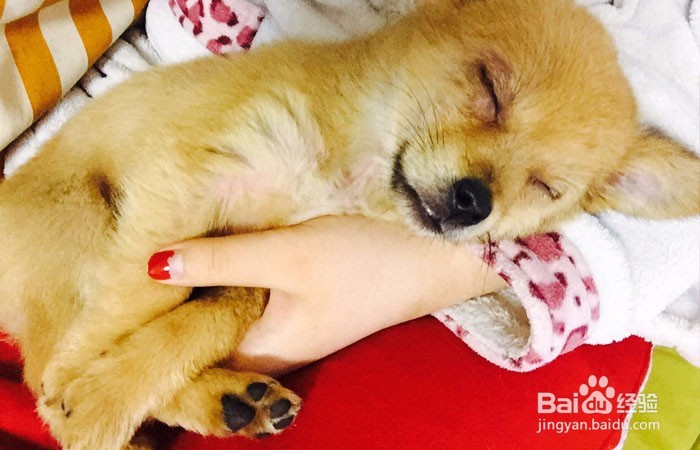 狗狗脚掌老茧磨破化脓怎么办