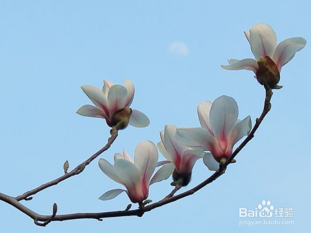 白兰花叶子发黄怎么回事