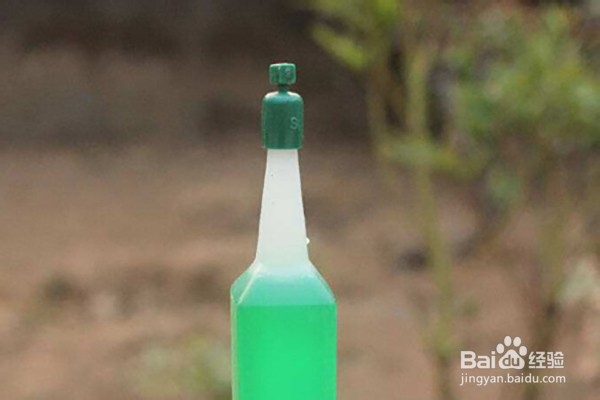 绿萝的养殖方法