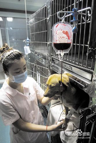 犬瘟热的治疗方法