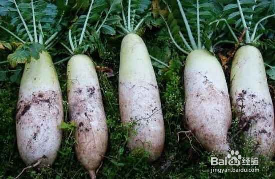 冬天的萝卜怎样储存更好