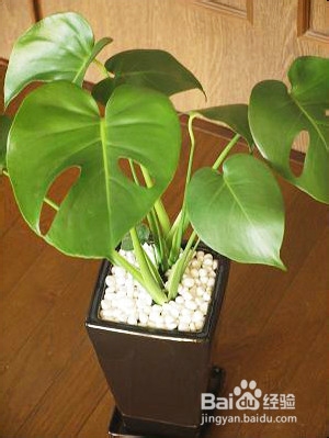 冬季浇花的“三忌五宜