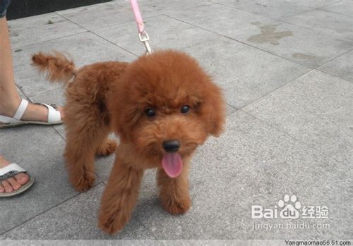 日常中贵宾狗狗声响训练初期培养方法