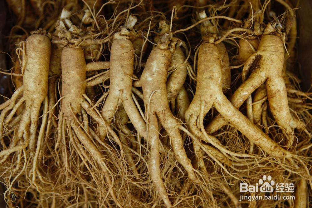 鲜人参价格、吃法、功效与作用及如何保存?