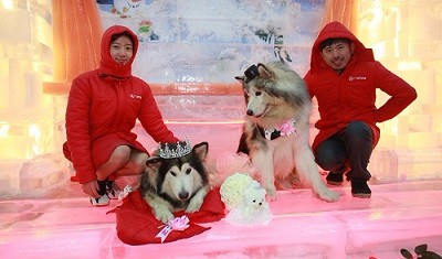 学宠物美容培训时间