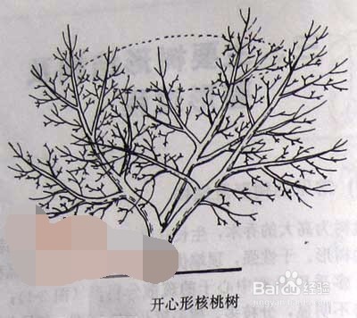 果树如何修剪