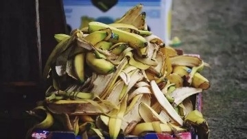 香蕉皮一晒、一泡,胜过花肥,根粗,抗冻强