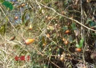 山茱萸的药用价值有哪些