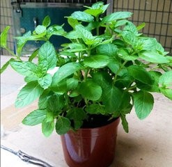 薄荷怎样种？种植薄荷需要注意什么？