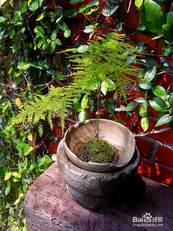 文竹叶子枯黄怎么办？