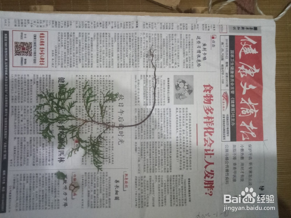 怎么制作松树标本