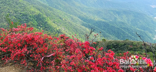 通天蜡烛山看杜鹃花攻略