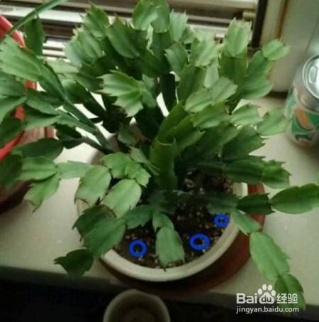 花盆边戳个洞，埋点它，花猛蹿狂长，叶子长成绿瀑布!