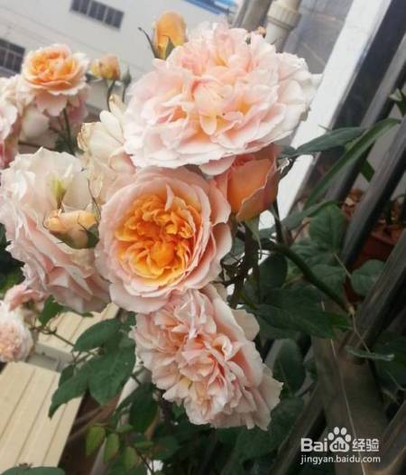 老花农的一颗月季真漂亮，难怪给他多少钱都不换