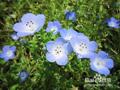 花香真的能治病吗?