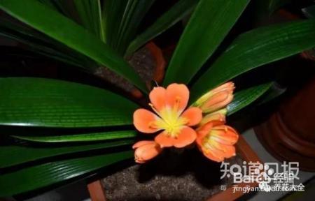 雾霾天,这20种花摆在家里最吸霾!