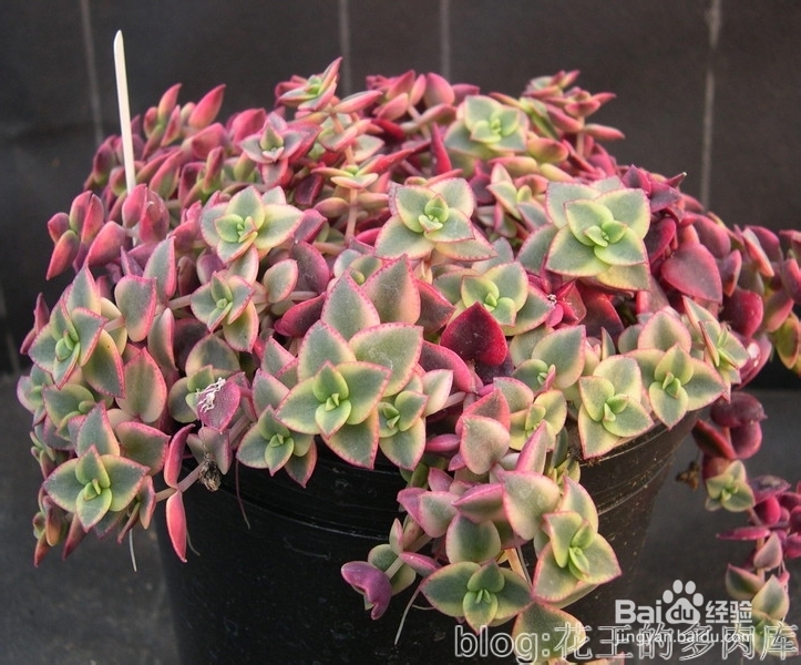 多肉植物拉丁属名小知识