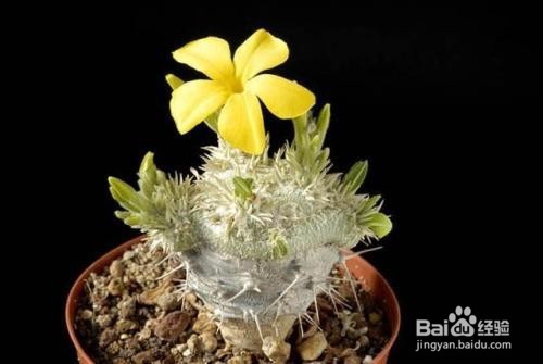 多肉植物惠比须笑怎么养