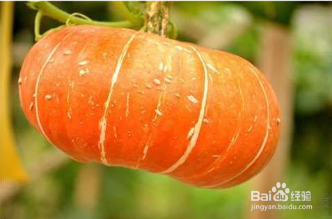 使用哪些方法可以把南瓜运回家