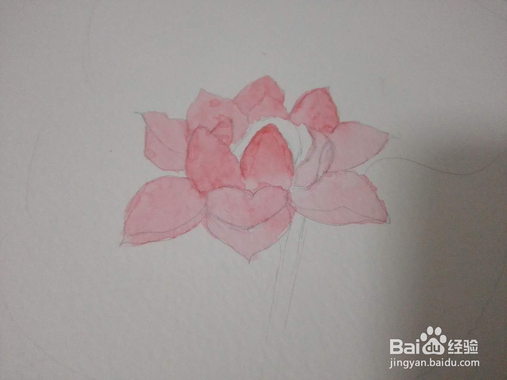 水彩画经验分享之荷花宝宝