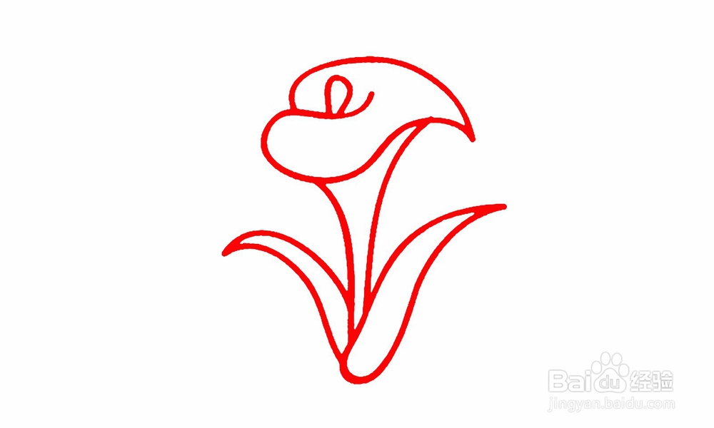 简笔画马蹄莲怎么画