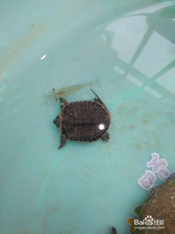 乌龟低温综合征的处理方法