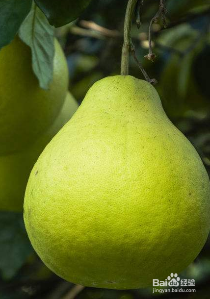 你不知道的红心柚子的特殊作用