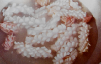 盛夏肥美时节——芫爆鱿鱼卷