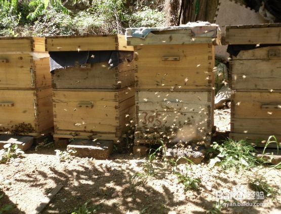 养蜜蜂,如何让蜂王不走?