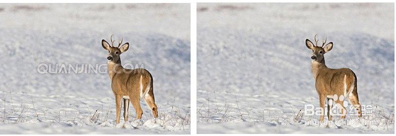 干货|如何去除图片水印,高级处理方法