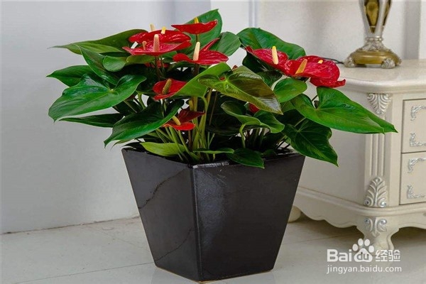 养红掌的方法和注意事项有什么?