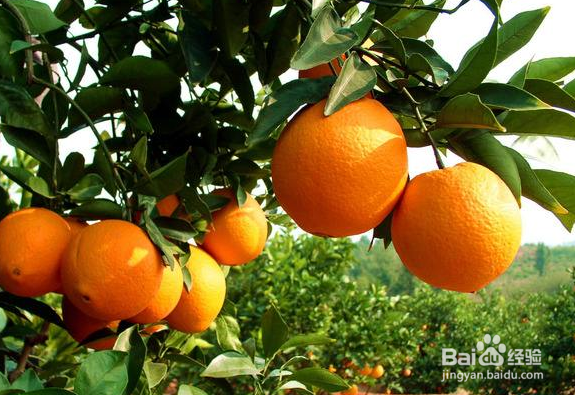 小孩子多吃橙子有什么好处?